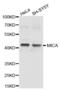 MHC Class I Polypeptide-Related Sequence A antibody, abx001216, Abbexa, Western Blot image 