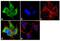 Cytochrome P450 Family 1 Subfamily A Member 1 antibody, PA1-340, Invitrogen Antibodies, Immunofluorescence image 
