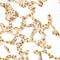 Serine And Arginine Rich Splicing Factor 1 antibody, LS-C331609, Lifespan Biosciences, Immunohistochemistry frozen image 