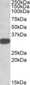 TOR Signaling Pathway Regulator antibody, EB09794, Everest Biotech, Western Blot image 