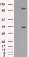 Protein-lysine 6-oxidase antibody, LS-C114933, Lifespan Biosciences, Western Blot image 