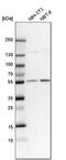 Cereblon antibody, PA5-61122, Invitrogen Antibodies, Western Blot image 