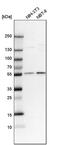 Protein cereblon antibody, PA5-61122, Invitrogen Antibodies, Western Blot image 