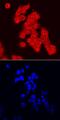 Forkhead Box O3 antibody, AF6165, R&D Systems, Immunofluorescence image 