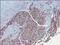 Smoothelin antibody, OMA1-06020, Invitrogen Antibodies, Immunohistochemistry frozen image 