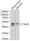 RNA Binding Fox-1 Homolog 3 antibody, GTX32746, GeneTex, Western Blot image 