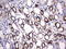 Melanoma Cell Adhesion Molecule antibody, LS-C789880, Lifespan Biosciences, Immunohistochemistry frozen image 