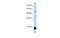 Chromobox 3 antibody, MBS834067, MyBioSource, Western Blot image 