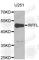 Ring Finger And FYVE Like Domain Containing E3 Ubiquitin Protein Ligase antibody, A6489, ABclonal Technology, Western Blot image 