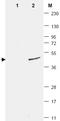 Small Ubiquitin Like Modifier 3 antibody, AM08436PU-N, Origene, Western Blot image 