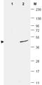 Small ubiquitin-related modifier 3 antibody, AM08436PU-N, Origene, Western Blot image 