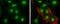 PNMA Family Member 2 antibody, GTX117650, GeneTex, Immunofluorescence image 
