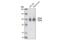 Glutamate Ionotropic Receptor AMPA Type Subunit 2 antibody, 2460S, Cell Signaling Technology, Western Blot image 