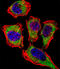Carbonic Anhydrase 2 antibody, 62-808, ProSci, Immunofluorescence image 