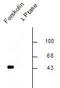 Cyclic AMP-responsive element-binding protein 1 antibody, TA309101, Origene, Western Blot image 