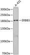 Erb-B2 Receptor Tyrosine Kinase 3 antibody, 19-721, ProSci, Western Blot image 