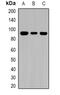 Transglutaminase 1 antibody, abx141397, Abbexa, Western Blot image 