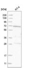 GUF1 Homolog, GTPase antibody, NBP2-58606, Novus Biologicals, Western Blot image 