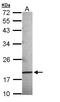 Anterior Gradient 3, Protein Disulphide Isomerase Family Member antibody, LS-C186036, Lifespan Biosciences, Western Blot image 