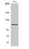 Nuclear Factor Of Activated T Cells 3 antibody, A02727-1, Boster Biological Technology, Western Blot image 