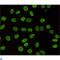 Chromobox 3 antibody, LS-C812998, Lifespan Biosciences, Immunocytochemistry image 