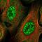 Zinc Finger Protein 337 antibody, NBP2-58201, Novus Biologicals, Immunofluorescence image 