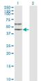 Serpin Family A Member 3 antibody, H00000012-M01, Novus Biologicals, Western Blot image 