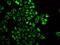 Prolactin antibody, GTX32813, GeneTex, Immunofluorescence image 