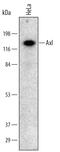 AXL Receptor Tyrosine Kinase antibody, AF154, R&D Systems, Western Blot image 