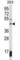 Suppressor Of Variegation 3-9 Homolog 1 antibody, abx027741, Abbexa, Western Blot image 