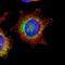 SSRA antibody, HPA011276, Atlas Antibodies, Immunofluorescence image 