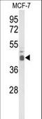 E74 Like ETS Transcription Factor 3 antibody, LS-C167724, Lifespan Biosciences, Western Blot image 