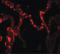 Interleukin 37 antibody, LS-B10134, Lifespan Biosciences, Immunofluorescence image 