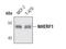 SLC9A3 Regulator 1 antibody, PA5-17045, Invitrogen Antibodies, Western Blot image 