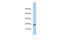 Uncharacterized protein C15orf53 antibody, PA5-46119, Invitrogen Antibodies, Western Blot image 