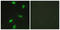 RB Transcriptional Corepressor 1 antibody, LS-C199532, Lifespan Biosciences, Immunofluorescence image 
