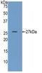 Glucuronidase Beta antibody, LS-C297748, Lifespan Biosciences, Western Blot image 