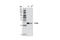 ES Cell Expressed Ras antibody, 12575S, Cell Signaling Technology, Western Blot image 