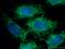 Peroxiredoxin 6 antibody, 13585-1-AP, Proteintech Group, Immunofluorescence image 