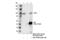 Enhancer Of Zeste 1 Polycomb Repressive Complex 2 Subunit antibody, 42088S, Cell Signaling Technology, Immunoprecipitation image 