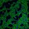 CD38 Molecule antibody, NBP2-25265, Novus Biologicals, Immunocytochemistry image 