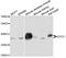 Glycogenin-1 antibody, STJ112256, St John