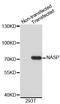 Nuclear Autoantigenic Sperm Protein antibody, abx002909, Abbexa, Western Blot image 