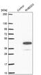 Rhomboid domain-containing protein 3 antibody, PA5-60571, Invitrogen Antibodies, Western Blot image 