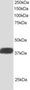 NGG1 Interacting Factor 3 Like 1 antibody, EB05869, Everest Biotech, Western Blot image 