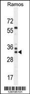 Family With Sequence Similarity 133 Member A antibody, 55-814, ProSci, Western Blot image 