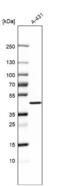 Glycerol-3-Phosphate Acyltransferase 3 antibody, NBP1-93692, Novus Biologicals, Western Blot image 