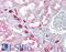 Polymeric Immunoglobulin Receptor antibody, LS-C194896, Lifespan Biosciences, Immunohistochemistry paraffin image 