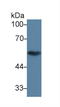 Tubulin Beta 1 Class VI antibody, LS-C374836, Lifespan Biosciences, Western Blot image 