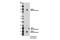 Phosphodiesterase 4B antibody, 72096S, Cell Signaling Technology, Western Blot image 